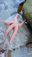 Stichaster striatus