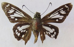 Phanus vitreus