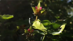 Tropaeolum pentaphyllum