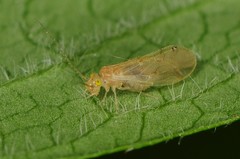 Xanthocaecilius sommermanae