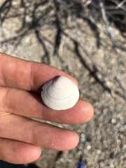Semele proficua