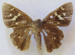 Talides alternata