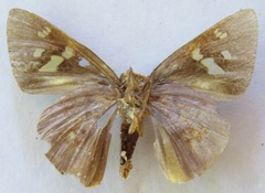 Talides alternata