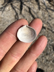 Semele proficua
