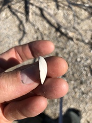 Semele proficua