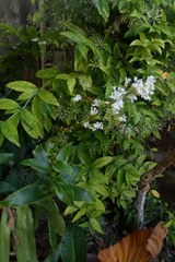 Dracaena surculosa