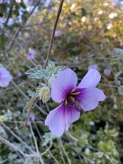Malva subovata bicolor