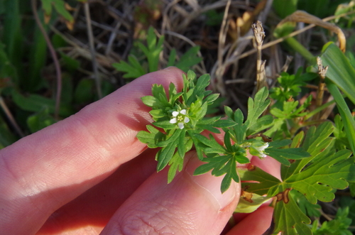 Image of Geranium texanum by (c) Eric Knight, some rights reserved (CC BY)