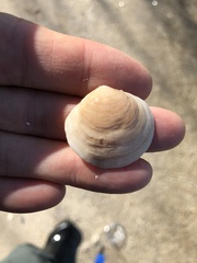 Semele proficua