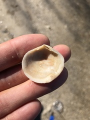 Semele proficua