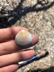 Semele proficua