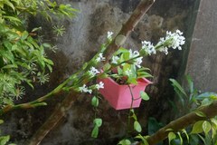 Dracaena surculosa