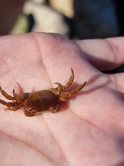 Cyclograpsus cinereus