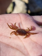 Cyclograpsus cinereus