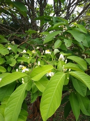 Passiflora sphaerocarpa