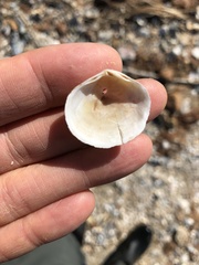 Semele proficua