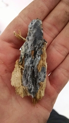 Byssocorticium pulchrum