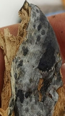 Byssocorticium pulchrum