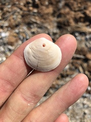 Semele proficua