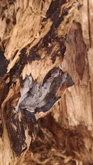 Byssocorticium pulchrum