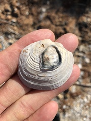 Phacoides pectinatus