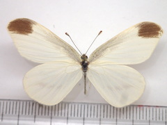 Leptidea amurensis