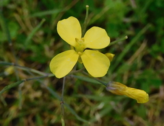 Diplotaxis catholica