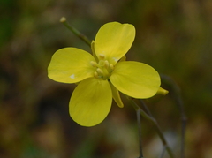 Diplotaxis catholica