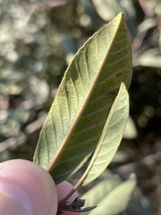 Frangula californica californica