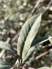 Frangula californica californica