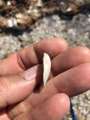 Semele proficua