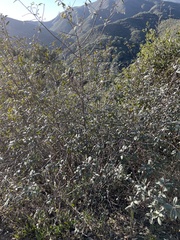 Frangula californica californica