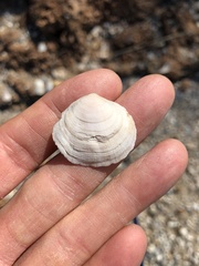 Semele proficua