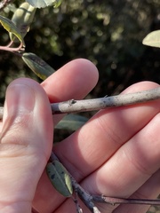 Frangula californica californica