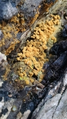 Hemitrichia clavata
