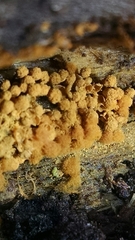 Hemitrichia clavata