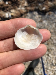Semele proficua