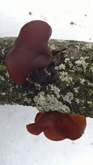 Auricularia angiospermarum