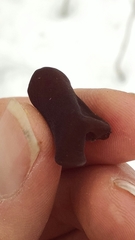 Auricularia angiospermarum