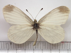 Leptidea morsei