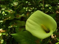 Zantedeschia aethiopica