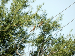 Alopochelidon fucata