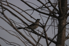 Mimus polyglottos image