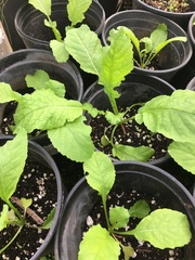 Raphanus sativus longipinnatus