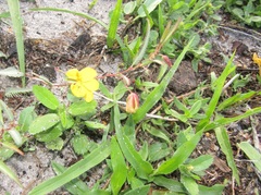 Chamaecrista flexuosa