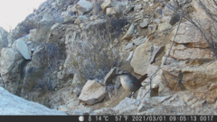 Scelorchilus albicollis