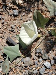 Calystegia atriplicifolia