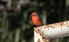 Pyrocephalus rubinus