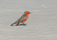 Pyrocephalus rubinus