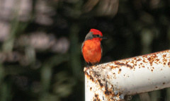 Pyrocephalus rubinus